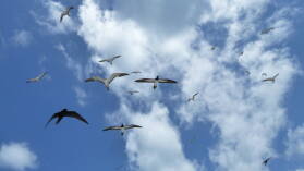 Vögel.