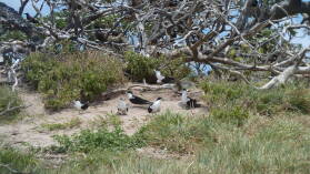 Sooty Terns, manche machen den Gebrochener-Flügel-Bluff.
