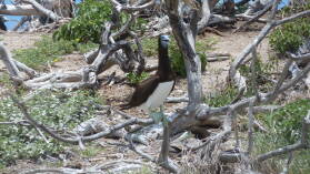 Brown Booby.