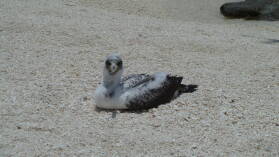 Junger Booby.