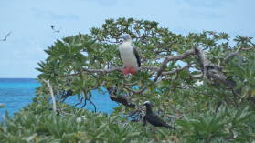 Red-footed Booby, Noddy.