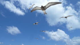 Sooty Terns, Booby ua.