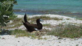 Brown Booby.