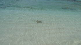 Blacktip Reefshark.