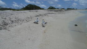 Masked Boobies.
