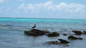 Brown Booby.