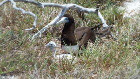 Brown Boobies.