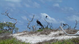 Fregattvogel.