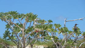 Red-footed Booby.