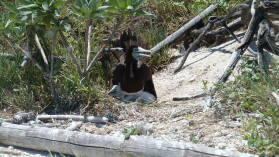 Brown Boobies.