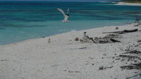Crested Terns verteidigen ihr Küken.