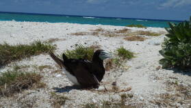Brown Booby.