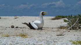 Masked Booby.