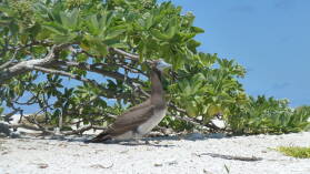 Brown Booby.