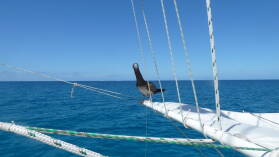 Brown Booby.