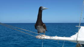 Brown Booby.