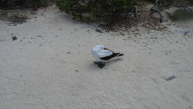 Masked Booby, schlafend.