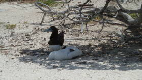 Brown Boobies.