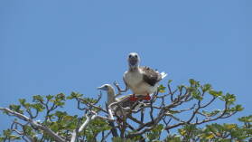 Red-footed Boobies.