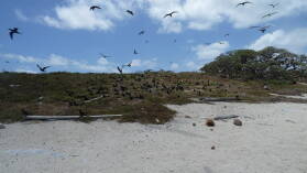 Vögel.