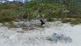 Brown Booby mit Baby.