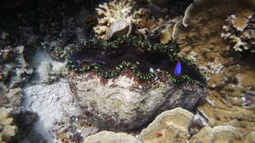 Giant Clam; Schnorcheln in der Lagune.
