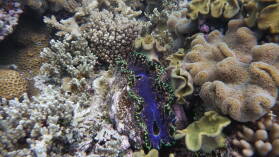 Giant Clam; Schnorcheln in der Lagune.