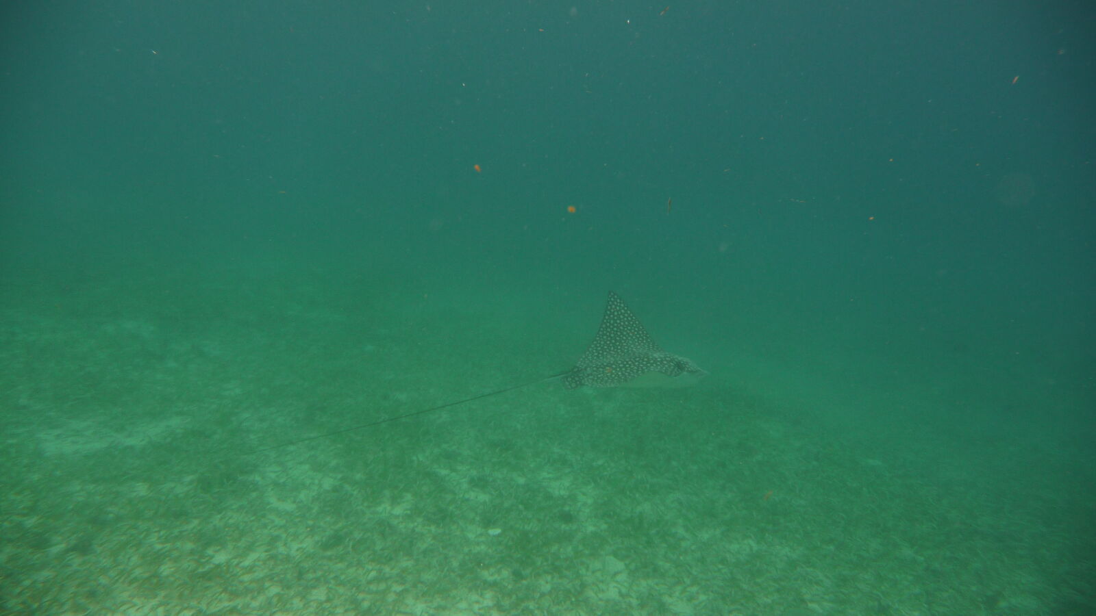 Spotted Eagle Ray, Coco Banderos.