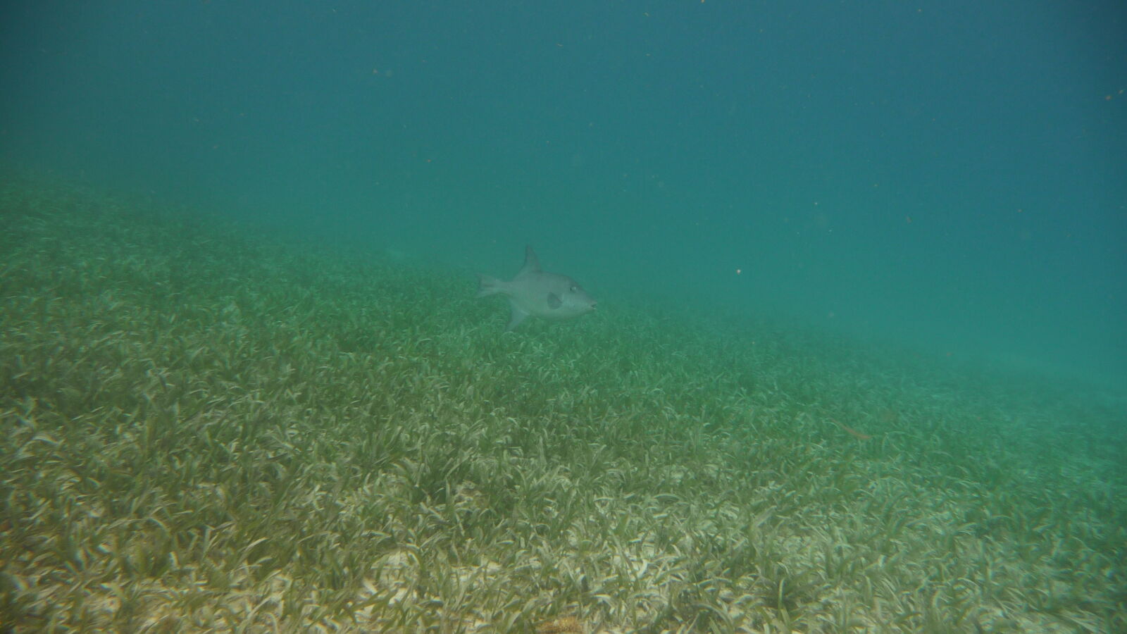 Ocean Trigger Fish, Coco Banderos.