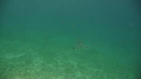 Spotted Eagle Ray, Coco Banderos.