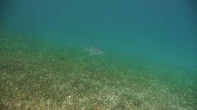 Ocean Trigger Fish, Coco Banderos.