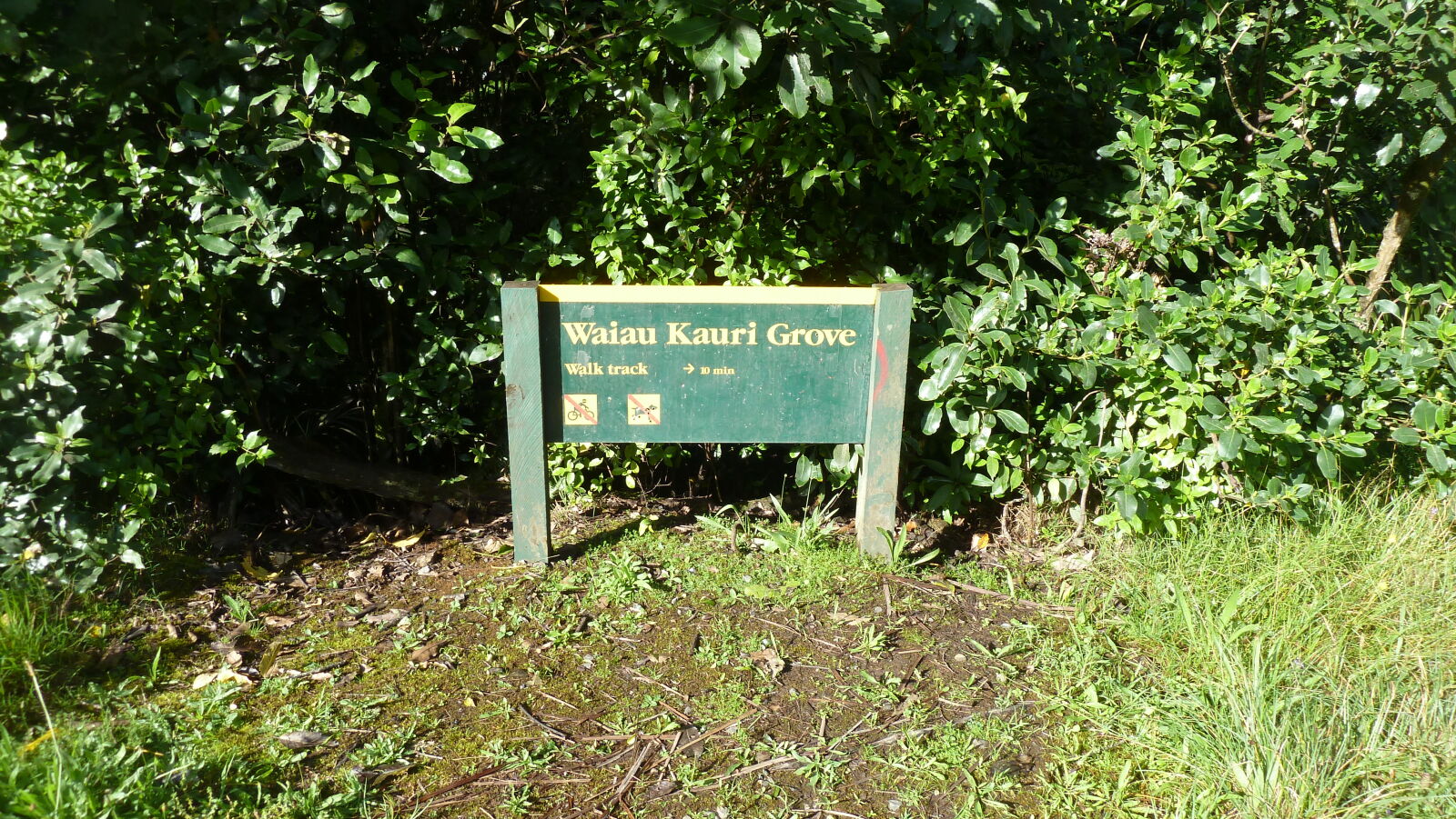 Waiua Kauri Grove.
