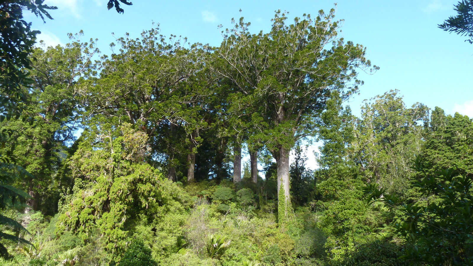 Waiua Kauri Grove.