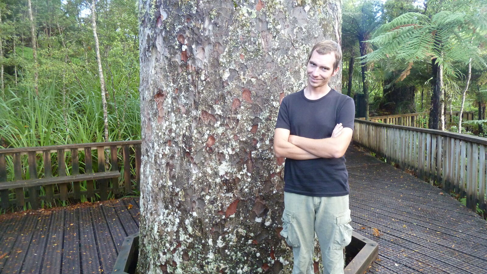 Waiua Kauri Grove.
