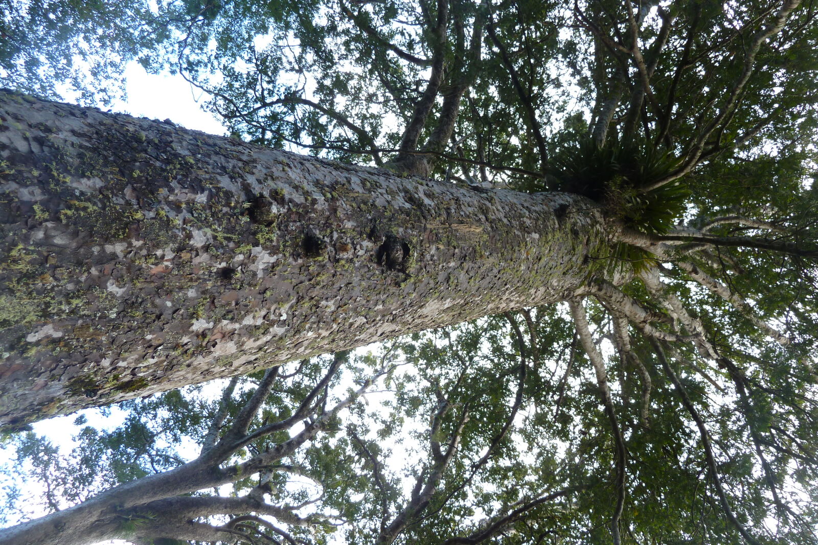 Waiua Kauri Grove.