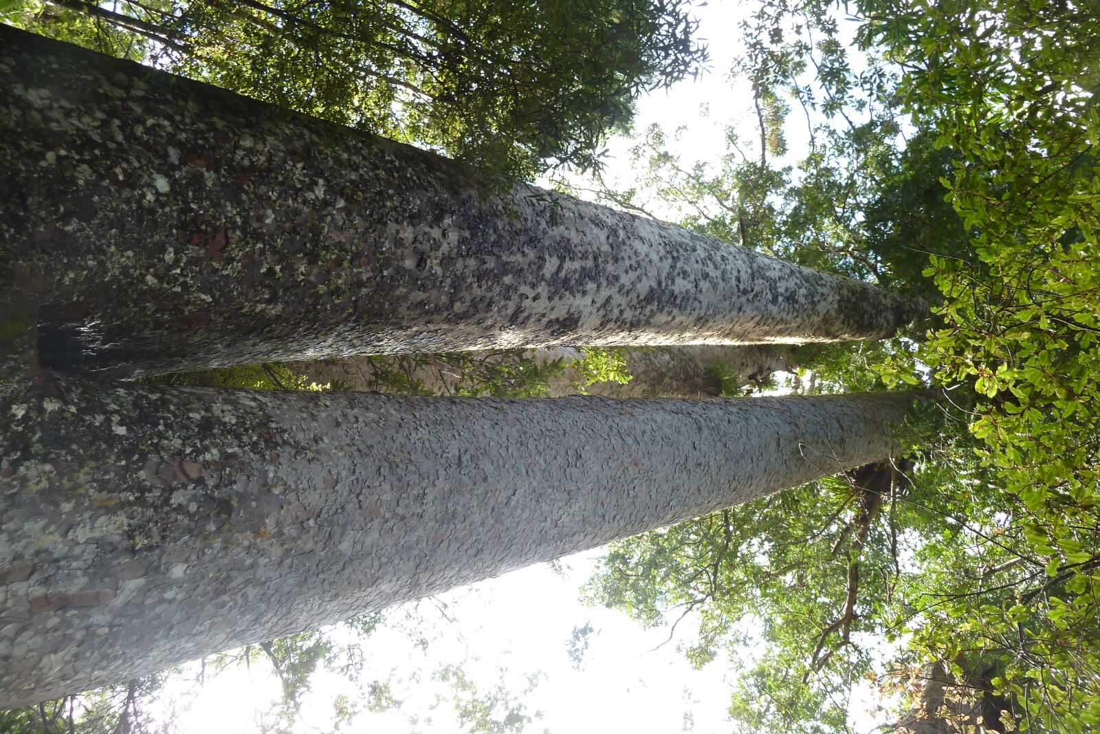 Waiua Kauri Grove.