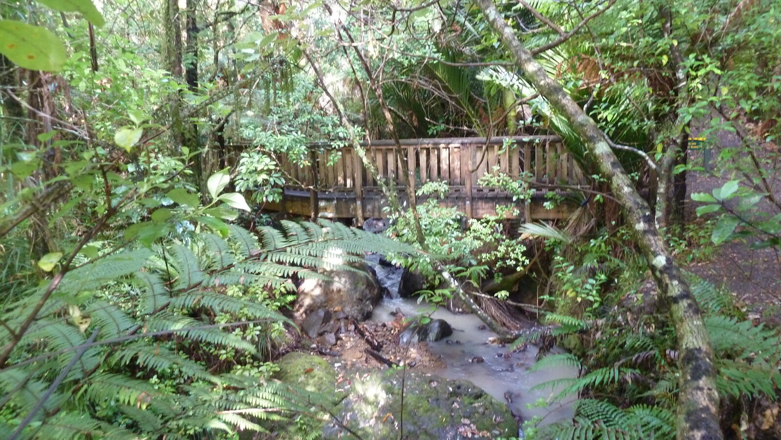 Waiua Kauri Grove.