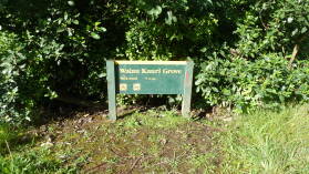Waiua Kauri Grove.