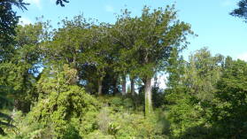 Waiua Kauri Grove.