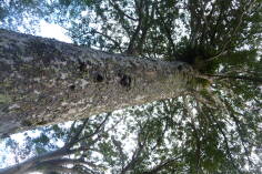 Waiua Kauri Grove.