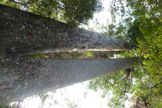 Waiua Kauri Grove.