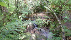Waiua Kauri Grove.