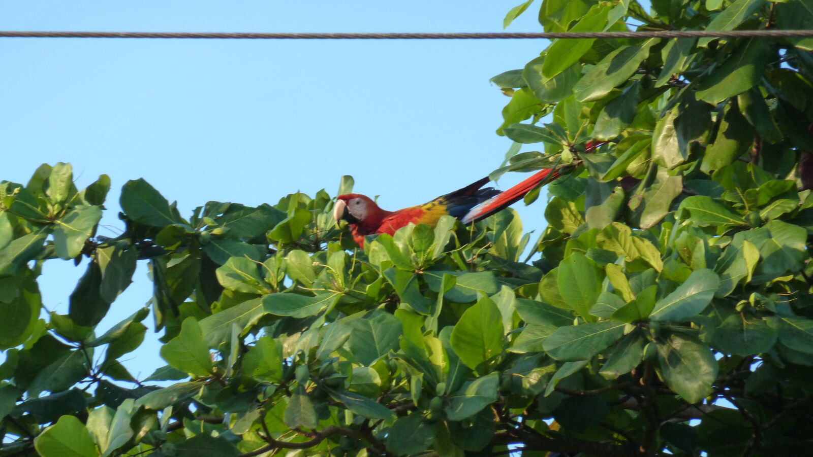 Ara, Puerto Jimenez.