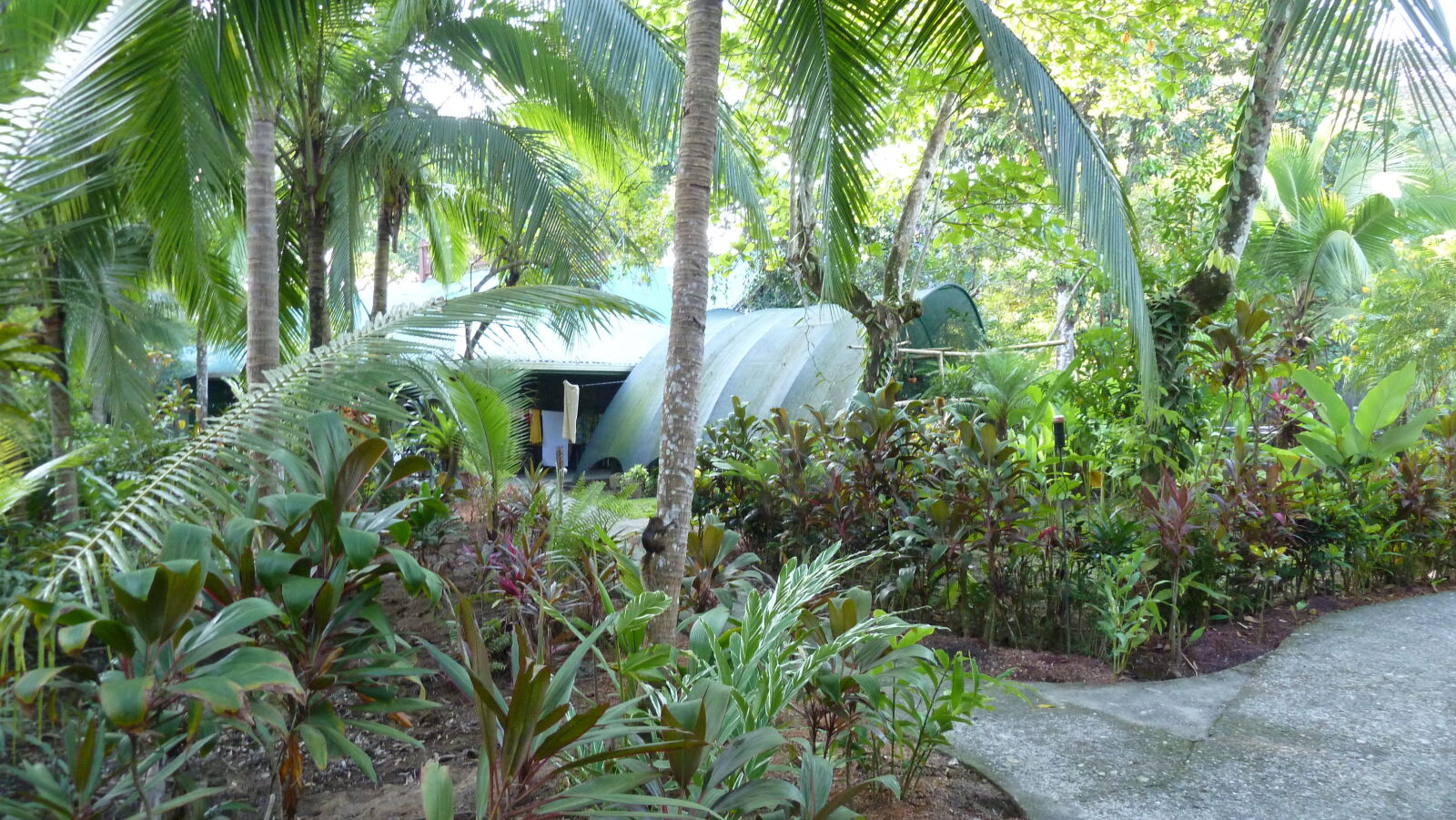 Eichhörnchen, Puerto Jimenez.