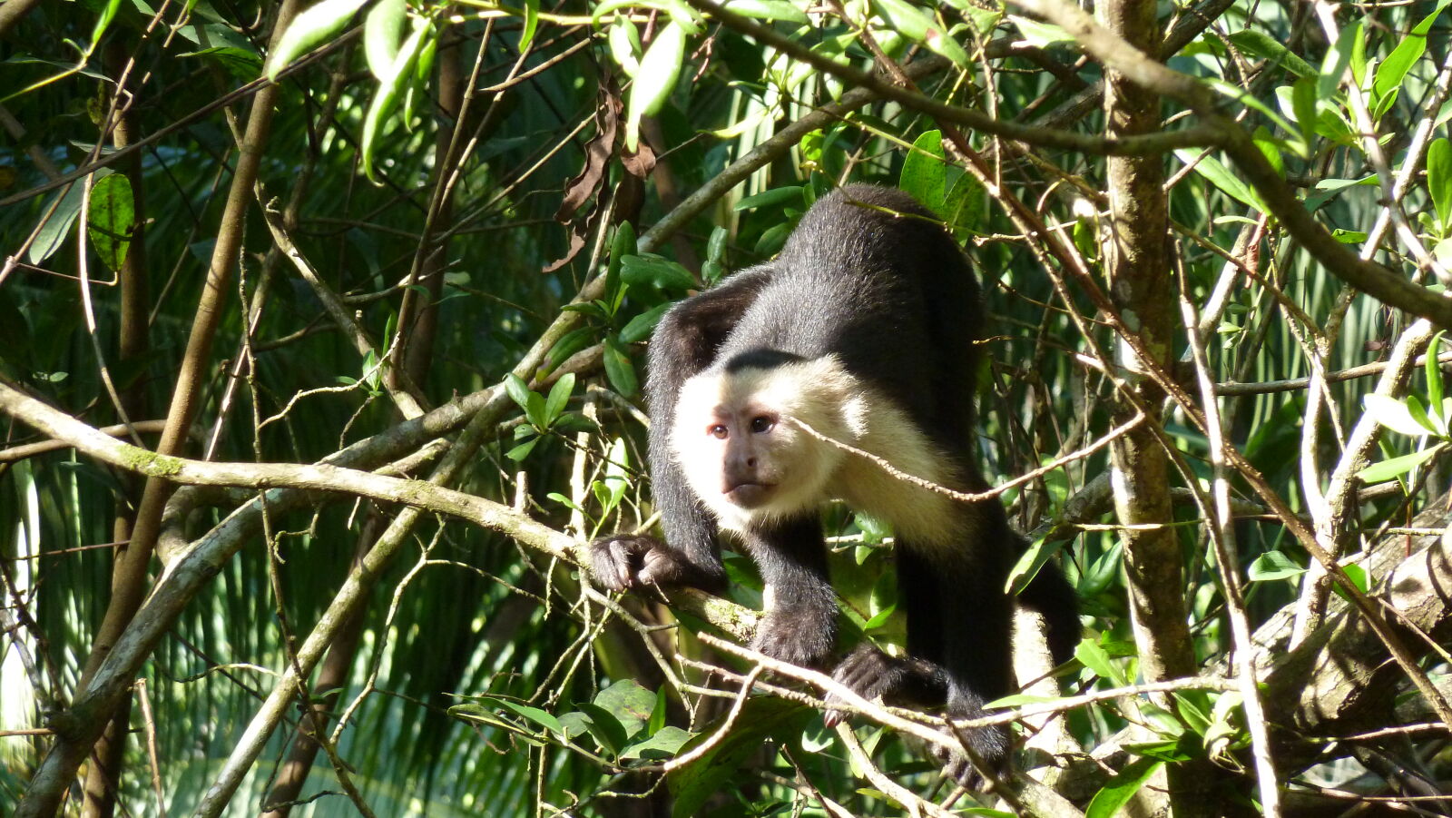White faced monkey, Puerto Jimenez.