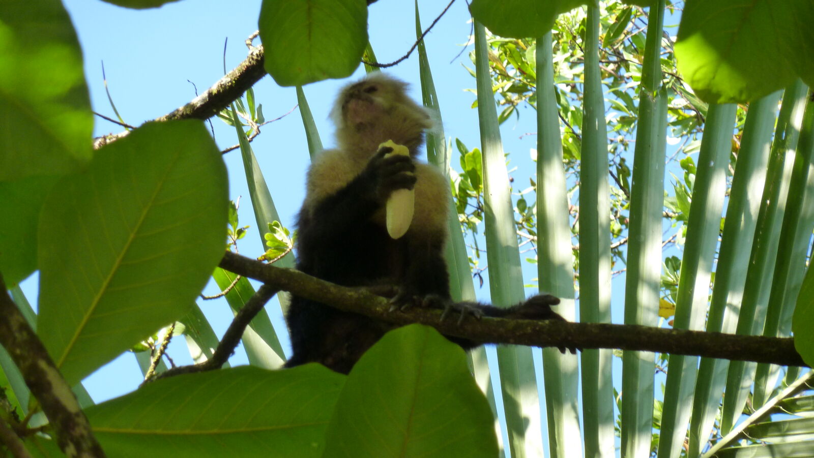White faced monkey, Puerto Jimenez.