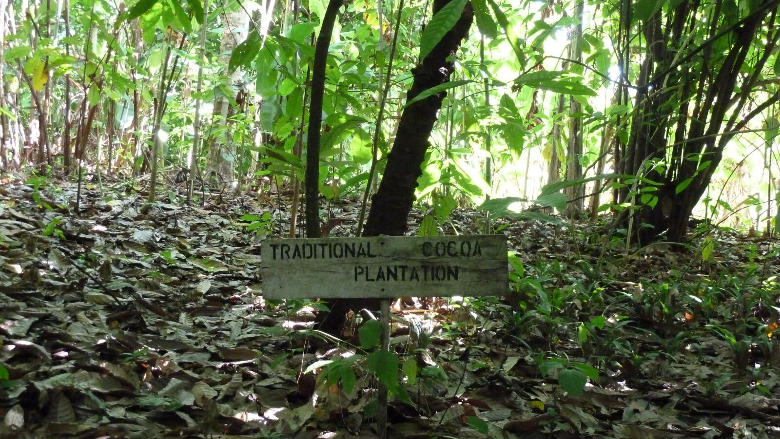 Finca Köbö.