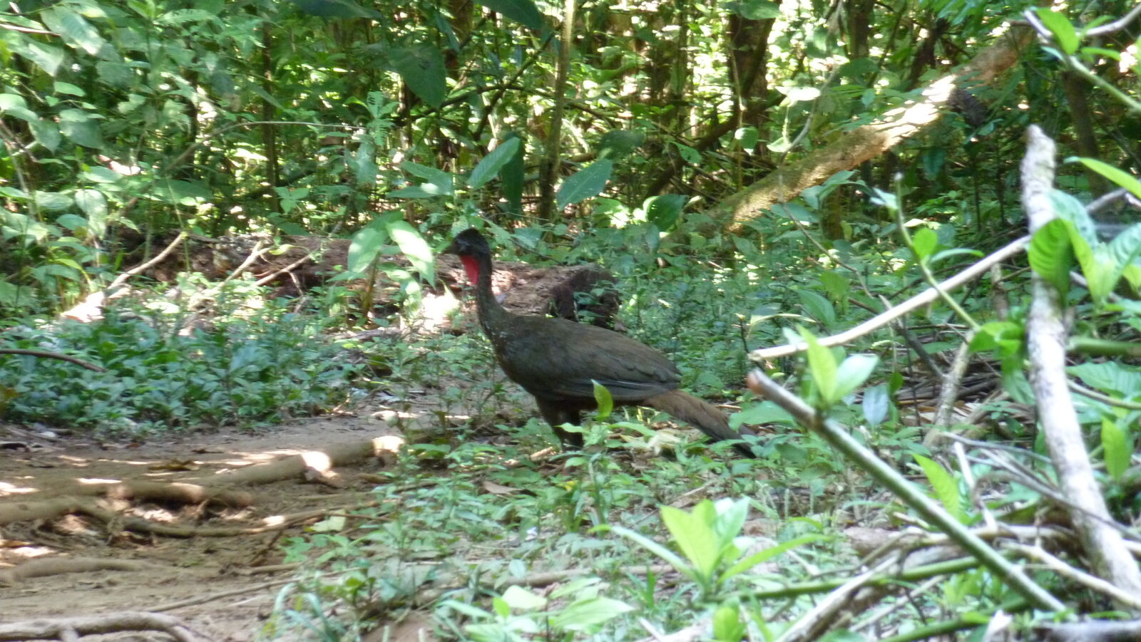 Corcovado Nationalpark.