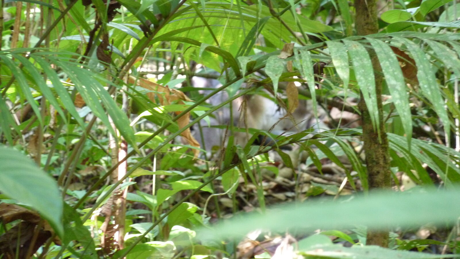 Verdammter Autofokus... (Tapir, Corcovado Nationalpark.)