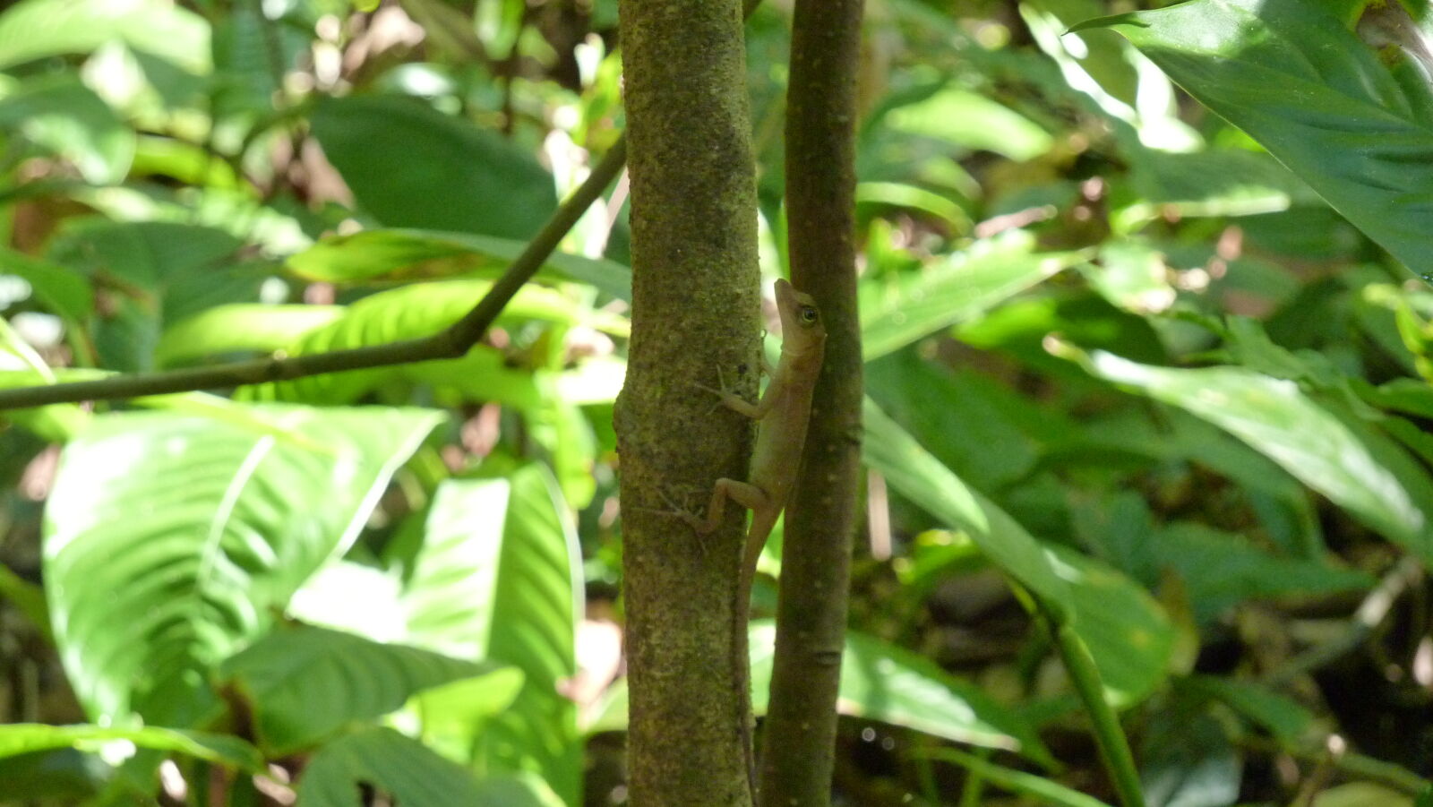 Corcovado Nationalpark.
